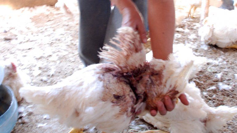 Los vecinos dicen que