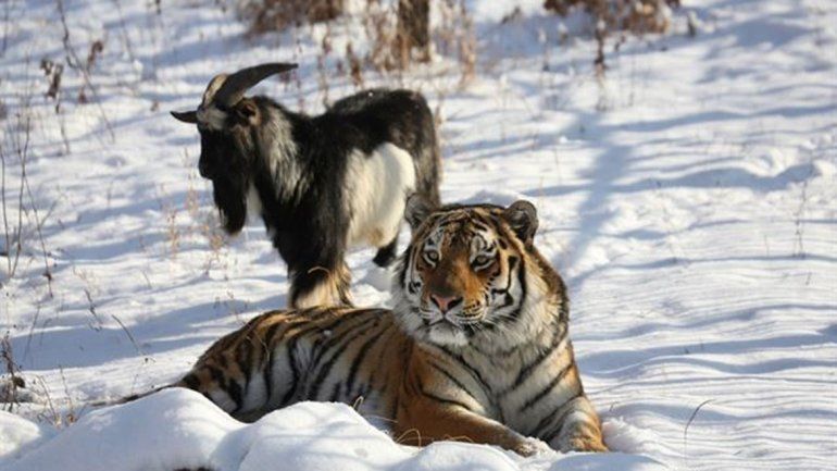 La sorprendente amistad entre un tigre y una cabra
