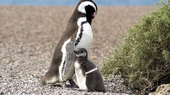 El estudio de los investigadores del CESIMAR-Conicet se realizó en seis colonias de pingüinos de la Patagonia Argentina. El estudio de los investigadores del CESIMAR-Conicet se realizó en seis colonias de pingüinos de la Patagonia Argentina.