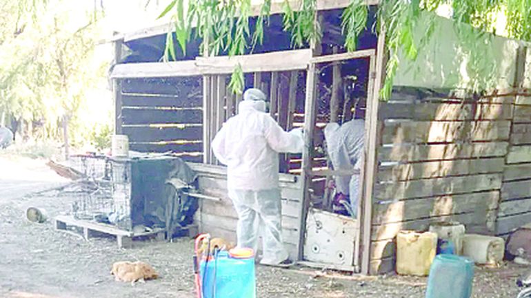 El jueves se confirmó un nuevo caso de gripe aviar en Las Lajas.