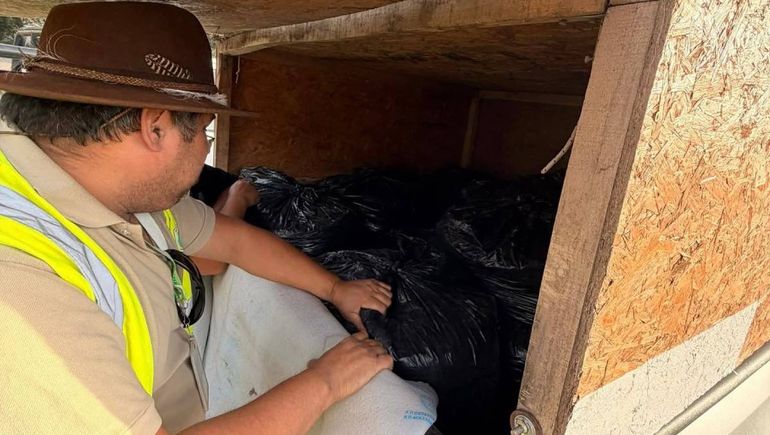 Desde el 7 de marzo al 20 de abril será la temporada de recolección de piñones.