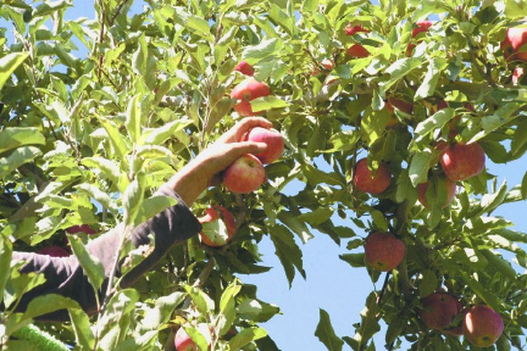 El anuncio beneficia fundamentalmente al sistema exportador frutícola de peras y manzanas en fresco. El anuncio beneficia fundamentalmente al sistema exportador frutícola de peras y manzanas en fresco.