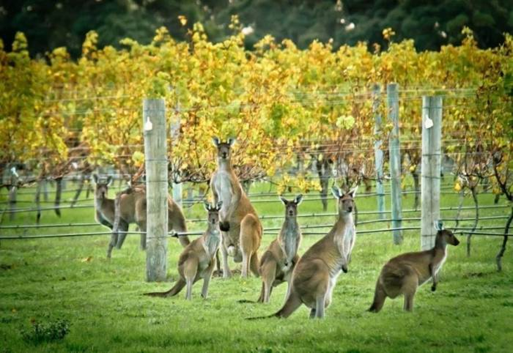 Viñedos soleados en Barossa Valley: epicentro de la innovación australiana, con un 30% de aumento en exportaciones que redefine el panorama global del vino premium. Viñedos soleados en Barossa Valley: epicentro de la innovación australiana, con un 30% de aumento en exportaciones que redefine el panorama global del vino premium.