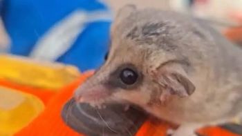 El pequeño animal fue rescatado y puesto a salvo. El pequeño animal fue rescatado y puesto a salvo.