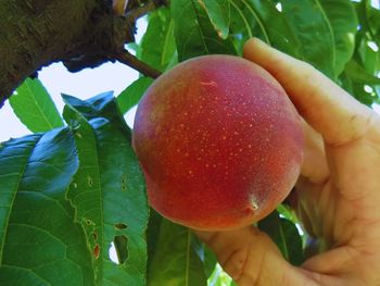 Investigadores del INTA lograron llevar al mercado nuevas variedades de durazno adaptadas a la producción local y a las demandas del consumidor.