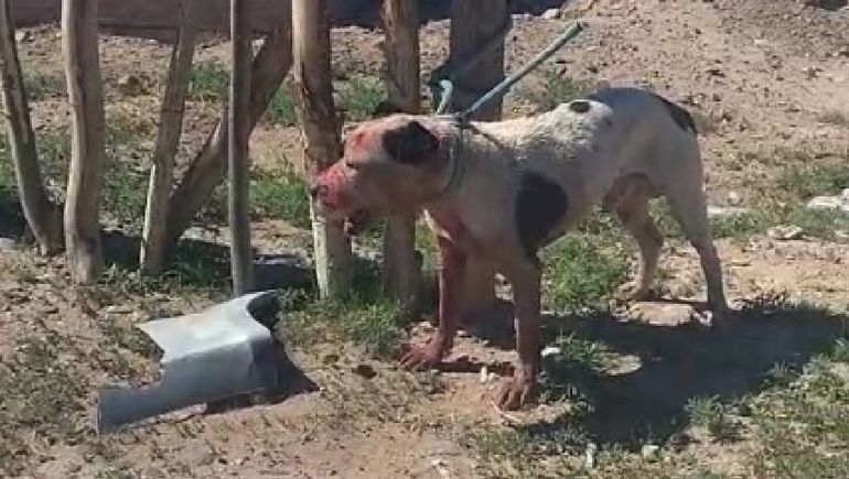 Horror en la meseta con un pitbull que ya mató a varios perros: el video viral