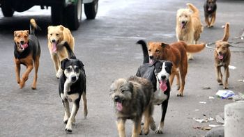 como calcular la edad de los perros como calcular la edad de los perros