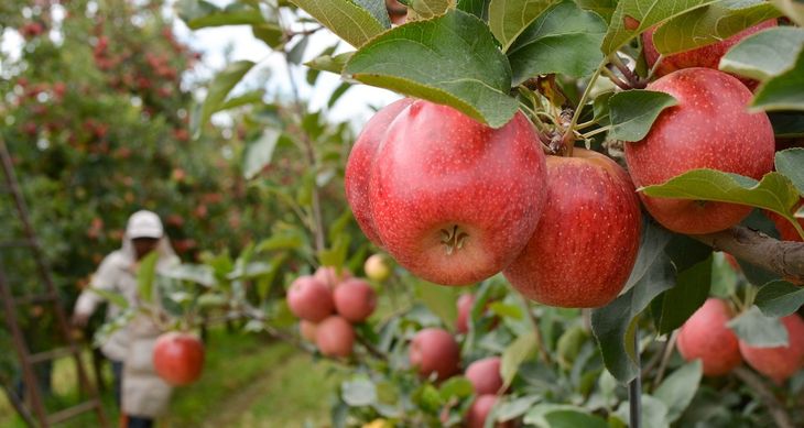 Desde el INTA aseguran que pueden existir riesgos si se adelantan las cosechas. Desde el INTA aseguran que pueden existir riesgos si se adelantan las cosechas.