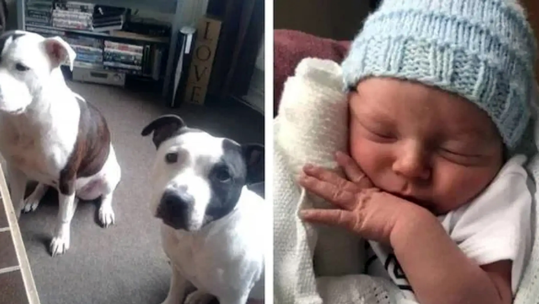Un perro mató a un bebé al creer que era un juguete