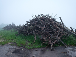 La erradicacion de viñedos se esta formalizando en todo el mundo, y también en Argentina. Foto: Revista Wein La erradicacion de viñedos se esta formalizando en todo el mundo, y también en Argentina. Foto: Revista Wein