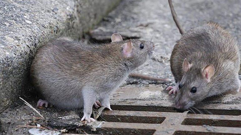 Unas 200 mil ratas viven en las alcantarillas de Barcelona