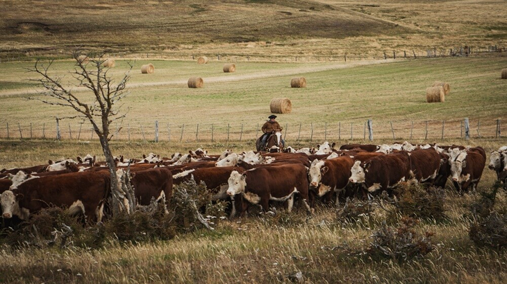 El ganado vacuno y equino oficia de dispersor involuntario. El ganado vacuno y equino oficia de dispersor involuntario.