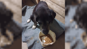 La mujer le dio agua y comida al perro que encontró en la puerta de una vivienda vecina en Comodoro Rivadavia, y terminó recibiendo una brutal agresión. La mujer le dio agua y comida al perro que encontró en la puerta de una vivienda vecina en Comodoro Rivadavia, y terminó recibiendo una brutal agresión.