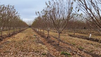 Plantacion de almendras 2.jpeg