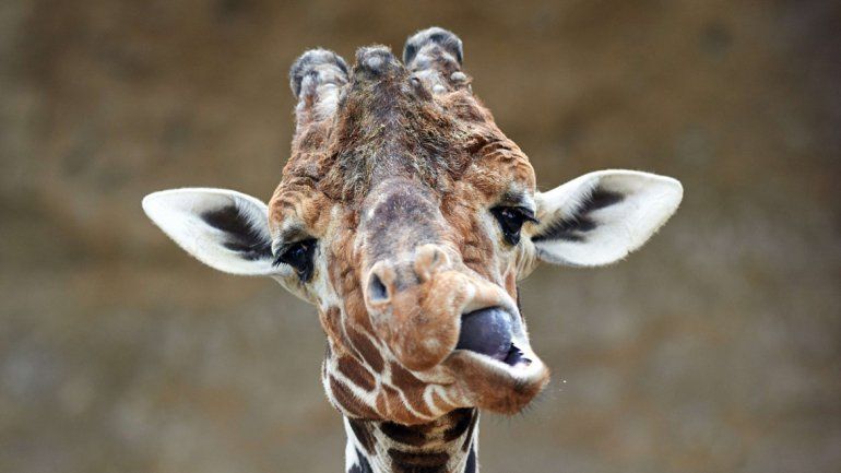 Un ejemplar de jirafa africana.