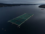 Chile produce más de 750.000 toneladas de salmón al año, pero sin registro oficial de muertos.
