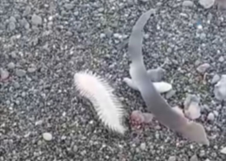 El ratón de mar y el pez pene tal como los El ratón de mar y el pez pene tal como los