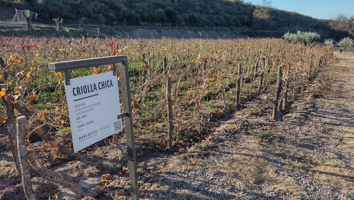 Cuatro palabras que se incorporaron recientemente al etiquetado del vino