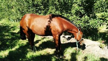 ofrecen recompensa para que no maten a su potranca princesa ofrecen recompensa para que no maten a su potranca princesa