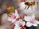 Las abejas son imprescindibles para lograr una adecuada productividad en los montes frutales. Las abejas son imprescindibles para lograr una adecuada productividad en los montes frutales.
