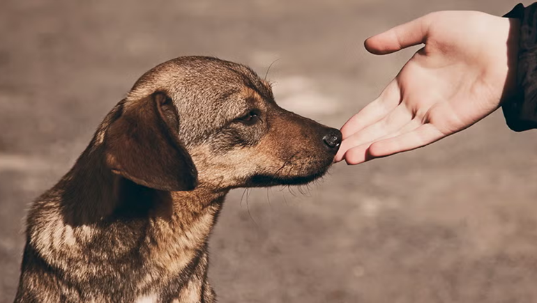 Se celebra el día mundial del perro