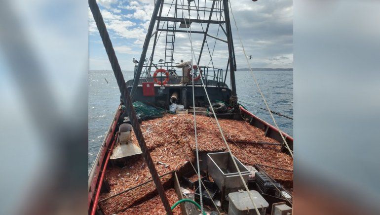 Mirá los enormes pulpos que pescaron al norte de Las Grutas