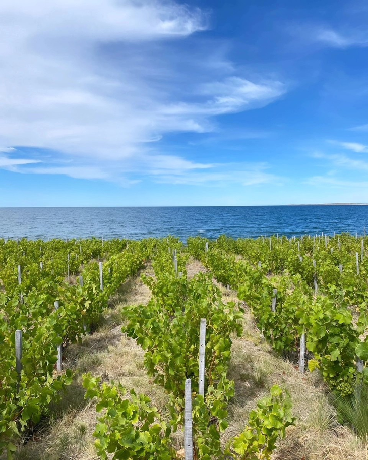 Un viñedo de cara al mar. Foto: @ExploreBahiaBustamante Un viñedo de cara al mar. Foto: @ExploreBahiaBustamante
