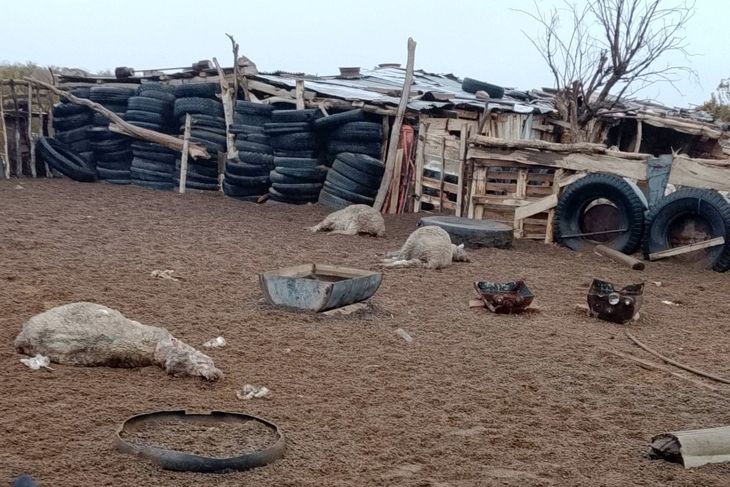 La pérdida total de una majada en un campo de la Región Sur expuso el sentimiento de abandono que expresan muchos crianceros frente a este tipo de situaciones. La pérdida total de una majada en un campo de la Región Sur expuso el sentimiento de abandono que expresan muchos crianceros frente a este tipo de situaciones.