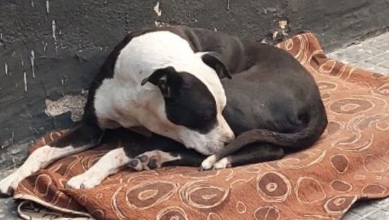 Vaquita fue llevada al veterinario por una proteccionista, luego de hallarla en mal estado. Vaquita fue llevada al veterinario por una proteccionista, luego de hallarla en mal estado. 