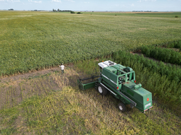 El cultivo de esta especie estaba prohibido desde la década del 70, cuando se dejó de producir. El cultivo de esta especie estaba prohibido desde la década del 70, cuando se dejó de producir.