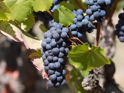 La uva spätburgunder, el Pinot Noir alemán. La uva spätburgunder, el Pinot Noir alemán.