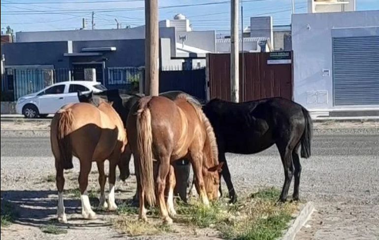 Calculan que en Comodoro Rivadavia hay entre 120 y 150 caballos sueltos. Calculan que en Comodoro Rivadavia hay entre 120 y 150 caballos sueltos.