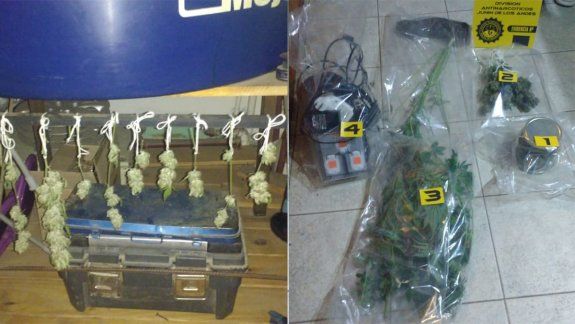 Le encontraron un invernadero casero de marihuana
