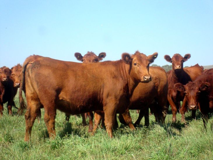 De enero a abril, se enviaron a faena cerca de 1,3 millones de vaquillonas, un 7% más que lo registrado en igual período de 2024. De enero a abril, se enviaron a faena cerca de 1,3 millones de vaquillonas, un 7% más que lo registrado en igual período de 2024.