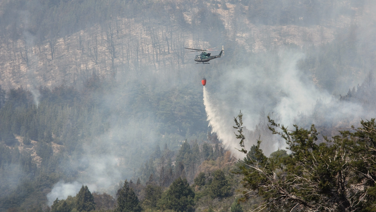 Llaman a mantener vivos los bosques naturales