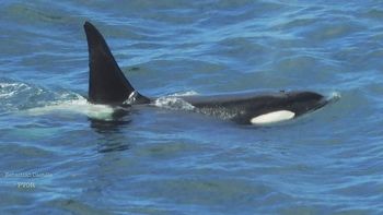 Sorpresa en Rada Tilly, Chubut, por la aparición de una orca solitaria. Sorpresa en Rada Tilly, Chubut, por la aparición de una orca solitaria.
