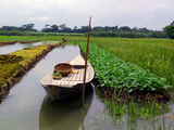 La salinidad avanza 240 km tierra adentro. Tasas de salinización de 100 μS/cm al año amenazan la agricultura y el agua potable en el delta del Ganges. Foto: BBC