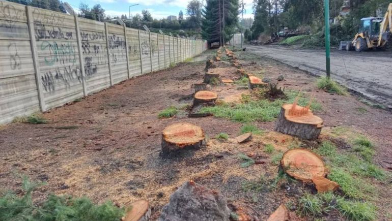 Autoridades municipales explicaron por qué hubo tala de pinos.