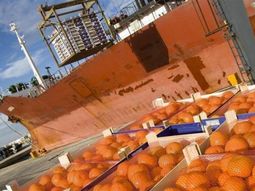 Buen año comercial se espera para la exportación de cítricos del hemisferio sur. Buen año comercial se espera para la exportación de cítricos del hemisferio sur.