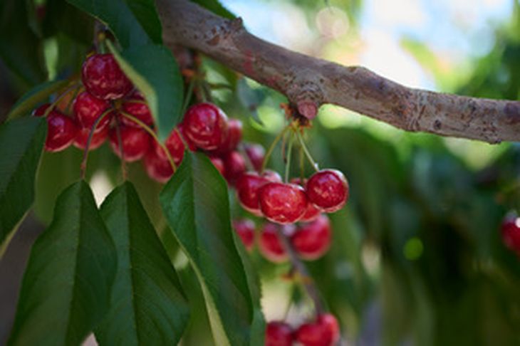 En Agrícola David del Curto, DDC cuentan con una hectárea plantada de la variedad Cherry Burst™ en el huerto Viña María, ubicado en Rengo. En Agrícola David del Curto, DDC cuentan con una hectárea plantada de la variedad Cherry Burst™ en el huerto Viña María, ubicado en Rengo.