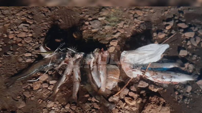 Los operativos se desarrollaron durante la noche del sábado y la madrugada del domingo. | LM Neuquen Los operativos se desarrollaron durante la noche del sábado y la madrugada del domingo.