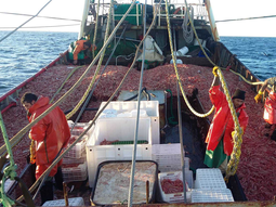 La industria pesquera revela una dinámica compleja y desafíos. La industria pesquera revela una dinámica compleja y desafíos.