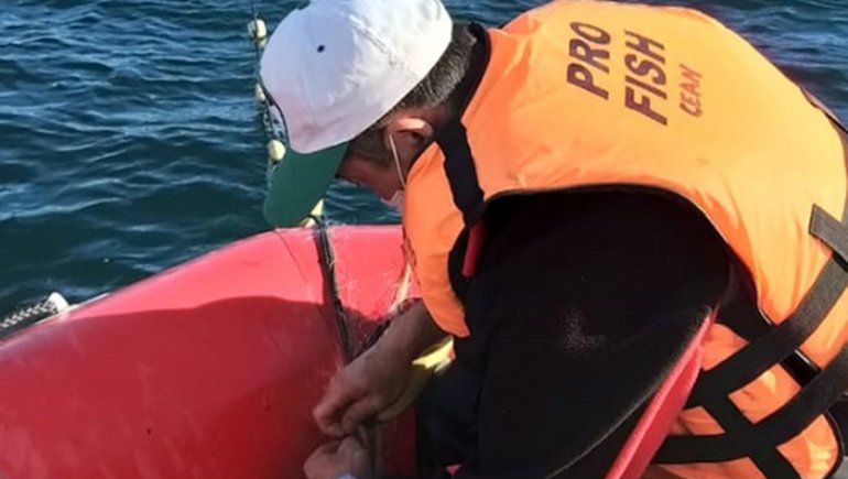 Realizan muestreo de truchas en los ríos de Neuquén