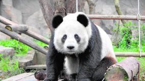 Los pandas gigantes salieron de la lista de especies amenazadas