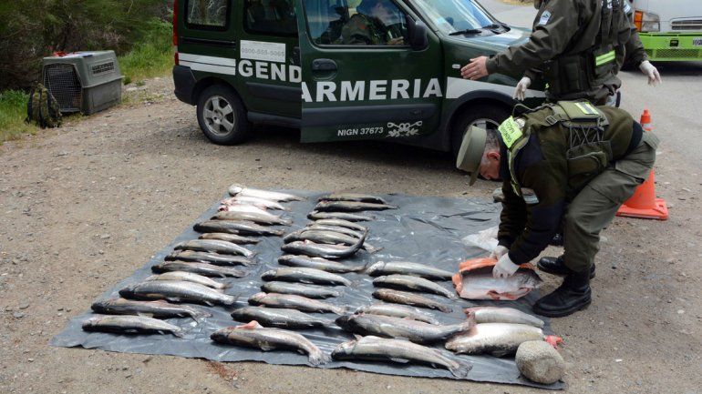 Personal de Gendarmería con las truchas que fueron secuestradas.