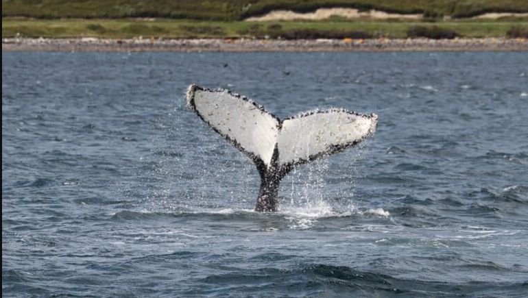 La cola de Shima, una ballena que vuelve todos los años al Canal de Beagle. La cola de Shima, una ballena que vuelve todos los años al Canal de Beagle. 