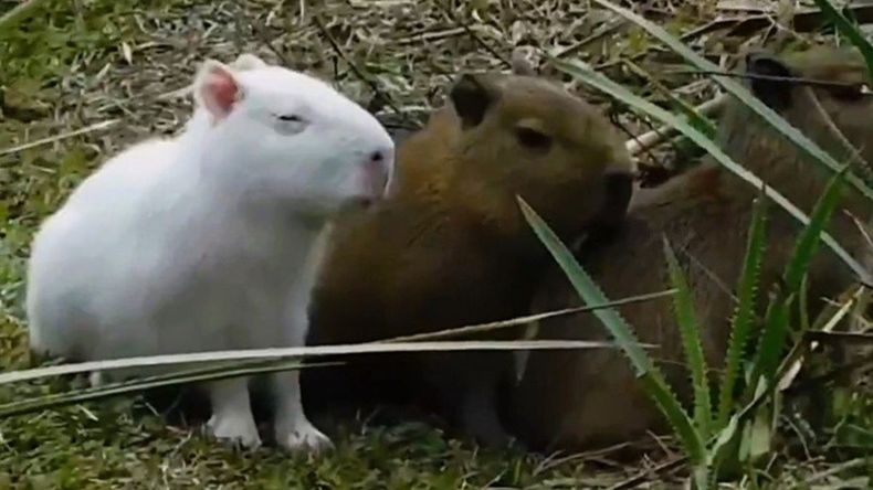 Apareció un carpincho completamente blanco cerca del río: la preocupación de los expertos