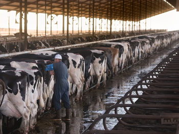 trump vs. ganaderos: ¿importacion amenaza la produccion?