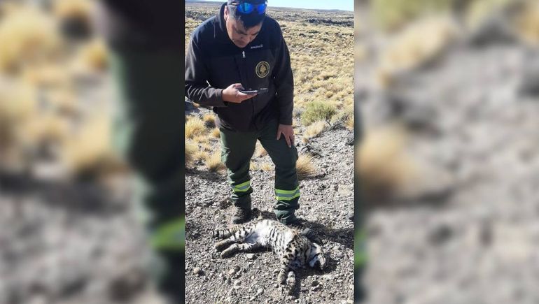 Lamentable: atropellaron a un gato montés dentro de un Parque Nacional de Neuquén