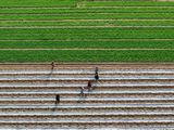 Dicen que la agricultura brasileña es la más deseada del mundo como alternativa a EE.UU.